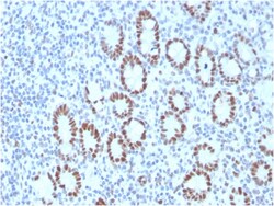 Biotium&nbsp;MSH6 (DNA Mismatch Repair Protein)(MSH6/3089), CF594 conjugate, 0.1mg/mL