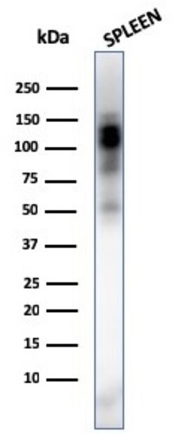 Biotium&nbsp;CD11b / MAC-1 (Microglial Marker)(ITGAM/3338), CF640R conjugate, 0.1mg/mL