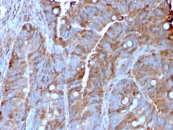 Biotium&nbsp;MerTK (Innate Immune Checkpoint)(MERTK/3022), CF640R conjugate, 0.1mg/mL