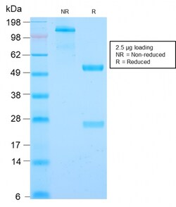 Biotium&nbsp;Cyclin B1 (G2- & M-phase Cyclin)(CCNB1/2978R), CF647 conjugate, 0.1mg/mL