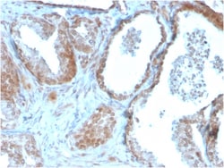 Biotium&nbsp;TIGIT / VSTM3 / VSIG9 (Immune Checkpoint for Cancer)(TIGIT/3106), CF405S conjugate, 0.1mg/mL