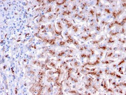 Biotium&nbsp;Cathepsin D (Tumor Marker)(CTSD/3276), CF405S conjugate, 0.1mg/mL