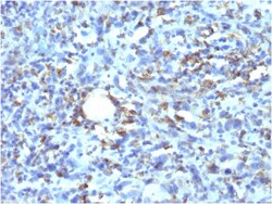 Biotium&nbsp;CD68 (Macrophage Marker)(rLAMP4/824), CF640R conjugate, 0.1mg/mL