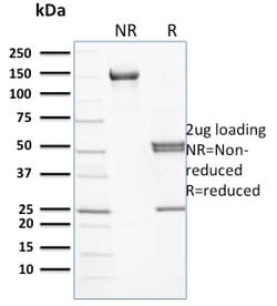 Biotium&nbsp;Spectrin beta I (SPTB)(RG/26), CF647 conjugate, 0.1mg/mL