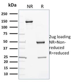 Biotium&nbsp;Cytochrome P450 3A1 / CYP3A1(P6), CF405S conjugate, 0.1mg/mL