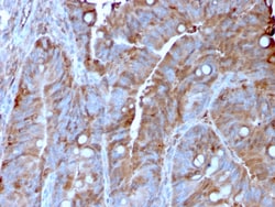 Biotium&nbsp;MerTK (Innate Immune Checkpoint)(MERTK/3022), CF647 conjugate, 0.1mg/mL