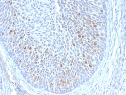Biotium&nbsp;HPV16 E1/E4 (Human Papilloma Virus 16)(HPV16 E1/E4), CF405S conjugate, 0.1mg/mL