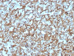 Biotium&nbsp;Spectrin beta III (SPTBN2)(SPTBN2/3142R), CF647 conjugate, 0.1mg/mL