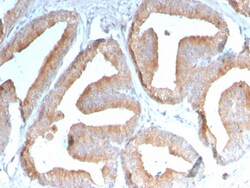 Biotium&nbsp;ICOS-L / ICOS Ligand / B7RP-1 (Immuno-Oncology Target)(ICOSL/3111), CF405S conjugate, 0.1mg/mL