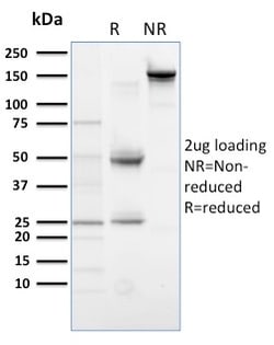 Biotium&nbsp;PLK1 (Marker of Mitosis)(AZ44), CF647 conjugate, 0.1mg/mL