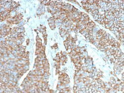 Biotium&nbsp;Drebrin 1 (DBN1)(DBN1/3393), CF640R conjugate, 0.1mg/mL
