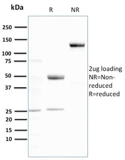 Biotium&nbsp;Ubiquitin (Autophagy Marker)(UBB/3143R), CF405S conjugate, 0.1mg/mL