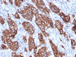 Biotium&nbsp;HER-2 / c-erbB-2 / neu / CD340(ERBB2/3093), CF405S conjugate, 0.1mg/mL