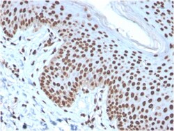 Biotium&nbsp;Histone H1 (Pan Nuclear Marker)(rAE-4), CF405S conjugate, 0.1mg/mL