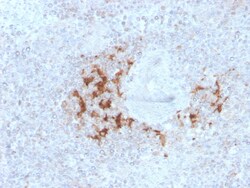 Biotium&nbsp;TRAF1 (TNFR-Associated Factor 1) (Lymphomatoid Papulosis Marker)(TRAF1/3298), CF405S conjugate, 0.1mg/mL