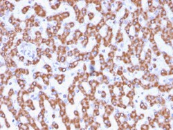 Biotium&nbsp;Prohibitin (Mitochondrial Marker)(PHB/3230), CF640R conjugate, 0.1mg/mL