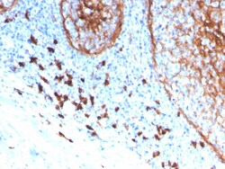 Biotium&nbsp;CD11b / MAC-1 (Microglial Marker)(ITGAM/3339), CF405S conjugate, 0.1mg/mL
