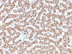 Biotium&nbsp;Prohibitin (Mitochondrial Marker)(PHB/3229), CF640R conjugate, 0.1mg/mL