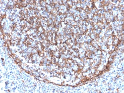 Biotium&nbsp;CD11b / MAC-1 (Microglial Marker)(ITGAM/3340), CF640R conjugate, 0.1mg/mL
