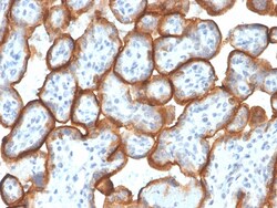 Biotium&nbsp;VISTA / B7-H5 / VSIR (Negative Regulator of Immune Response)(VISTA/3007), CF647 conjugate, 0.1mg/mL