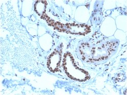 Biotium&nbsp;Nucleophosmin (Acute Myeloid Leukemia Marker)(NPM1/3285), CF647 conjugate, 0.1mg/mL