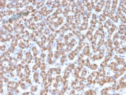 Biotium&nbsp;Prohibitin (Mitochondrial Marker)(PHB/3193), CF647 conjugate, 0.1mg/mL