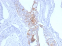Biotium&nbsp;Cytokeratin 20 (KRT20) (Colorectal Epithelial Marker)(KRT20/3145), CF647 conjugate, 0.1mg/mL