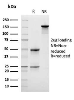 Biotium&nbsp;Lymphocyte Specific Protein 1 (LSP1) / pp52(LSP1/3042), CF647 conjugate, 0.1mg/mL