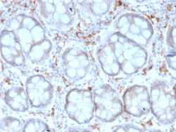 Biotium&nbsp;CD209 / DC-SIGN (Pathogen Receptor on Dendritic Cells)(rC209/1781), CF405S conjugate, 0.1mg/mL