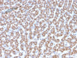 Biotium&nbsp;Prohibitin (Mitochondrial Marker)(PHB/3193), CF405S conjugate, 0.1mg/mL