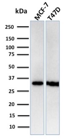 Biotium&nbsp;Replication Protein A2 (RPA2)(RPA2/3140R), CF640R conjugate, 0.1mg/mL