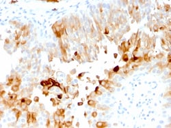 Biotium&nbsp;Uroplakin 1A (Urothelial Differentiation Marker)(UPK1A/2921), CF647 conjugate, 0.1mg/mL