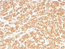 Biotium&nbsp;ICOS-L / ICOS Ligand / B7RP-1 (Immuno-Oncology Target)(ICOSL/3260), CF640R conjugate, 0.1mg/mL