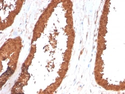 Biotium&nbsp;TIGIT / VSTM3 / VSIG9 (Immune Checkpoint for Cancer)(TIGIT/3017), CF405S conjugate, 0.1mg/mL
