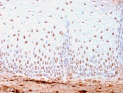 Biotium&nbsp;SOX2 (Embryonic Stem Cell Marker)(SOX2/3169R), CF640R conjugate, 0.1mg/mL