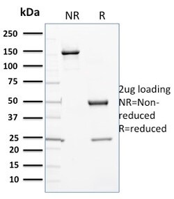 Biotium&nbsp;Cytochrome P450 3A1 / CYP3A1(P6), CF647 conjugate, 0.1mg/mL