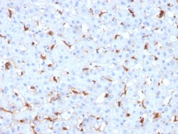 Biotium&nbsp;C1QB / Complement C1q B-Chain(C1QB/2961), CF405S conjugate, 0.1mg/mL