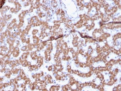 Biotium&nbsp;Prohibitin (Mitochondrial Marker)(PHB/3225), CF647 conjugate, 0.1mg/mL