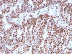 Biotium&nbsp;Estrogen Receptor, alpha (Marker of Estrogen Dependence)(ESR1/3342), CF647 conjugate, 0.1mg/mL