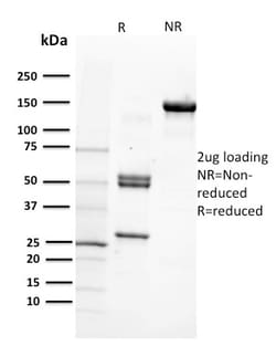 Biotium&nbsp;CD29 (Stem Cell Marker)(12G10), CF405S conjugate, 0.1mg/mL