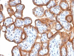 Biotium&nbsp;VISTA / GI24 (Negative Regulator of Immune Response)(VISTA/3006), CF405S conjugate, 0.1mg/mL