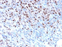 Biotium&nbsp;Microphthalmia Transcription Factor (MITF)(MITF/2987R), CF640R conjugate, 0.1mg/mL