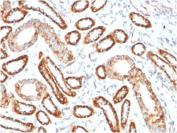 Biotium&nbsp;CD137 / 4-1BB / TNFRSF9(4-1BB/3201), CF405S conjugate, 0.1mg/mL