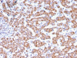 Biotium&nbsp;Prohibitin (Mitochondrial Marker)(PHB/3231), CF594 conjugate, 0.1mg/mL