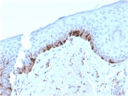 Biotium&nbsp;Tyrosinase-Related Protein-1 (TYRP-1) (Melanoma Marker)(TYRP1/3282), CF405S conjugate, 0.1mg/mL