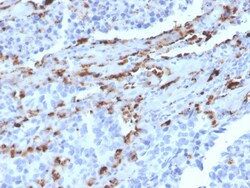 Biotium&nbsp;Napsin A (Lung Adenocarcinoma Marker)(NAPSA/3309), CF405S conjugate, 0.1mg/mL