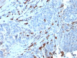 Biotium&nbsp;Human IgM (Immunoglobulin Mu Heavy Chain) (B-Cell Marker)(IGHM/3135R), Biotin conjugate, 0.1mg/mL