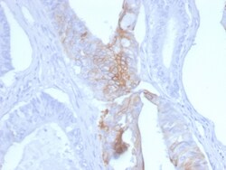 Biotium&nbsp;Cytokeratin 20 (KRT20) (Colorectal Epithelial Marker)(KRT20/3145), CF568 conjugate, 0.1mg/mL