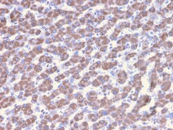 Biotium&nbsp;Prohibitin (Mitochondrial Marker)(PHB/3228), CF594 conjugate, 0.1mg/mL