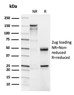 Biotium&nbsp;CD4 (T-Helper/Inducer Cell Marker)(CD4/3026), CF594 conjugate, 0.1mg/mL